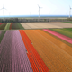 Image for article titled The soothing, hypnotic colors of tulip season, seen from above